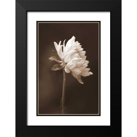 Sepia Flower I Black Modern Wood Framed Art Print with Double Matting by Peck, Gail
