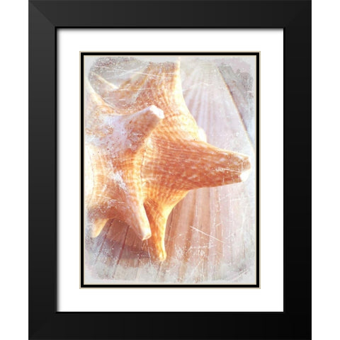 Conch II Black Modern Wood Framed Art Print with Double Matting by Saghini, Lisa Hill