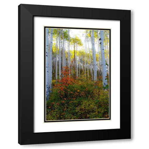 Aspen in the Day Black Modern Wood Framed Art Print with Double Matting by Mansfield, Kathy