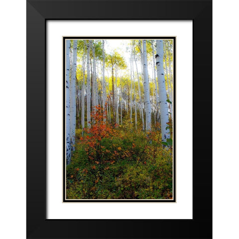 Aspen in the Day Black Modern Wood Framed Art Print with Double Matting by Mansfield, Kathy