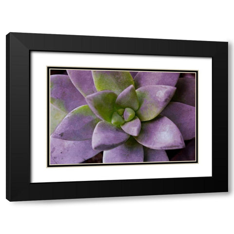 Purple Succulent I Black Modern Wood Framed Art Print with Double Matting by Bryant, Susan
