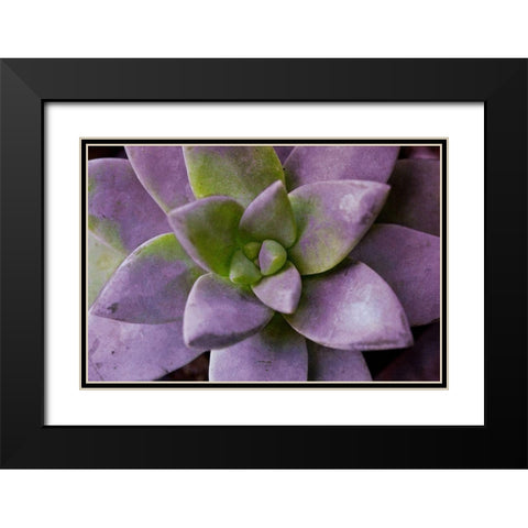 Purple Succulent I Black Modern Wood Framed Art Print with Double Matting by Bryant, Susan