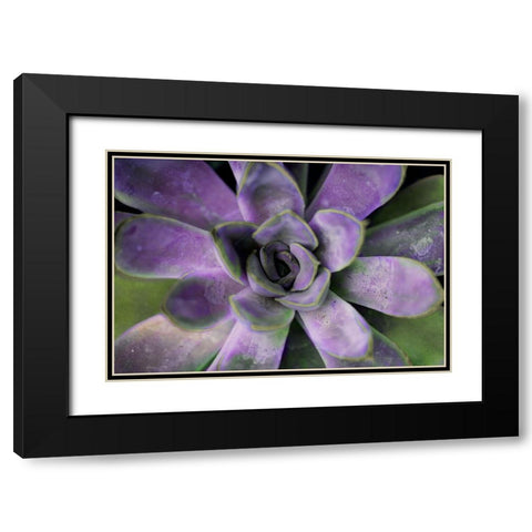 Purple Succulent II Black Modern Wood Framed Art Print with Double Matting by Bryant, Susan