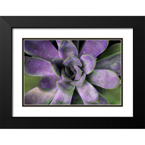 Purple Succulent II Black Modern Wood Framed Art Print with Double Matting by Bryant, Susan