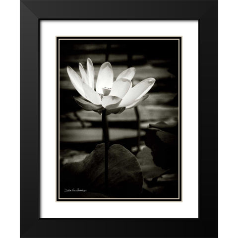 Lotus Flower VIII Black Modern Wood Framed Art Print with Double Matting by Van Swearingen, Debra