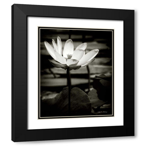 Lotus Flower VIII Black Modern Wood Framed Art Print with Double Matting by Van Swearingen, Debra