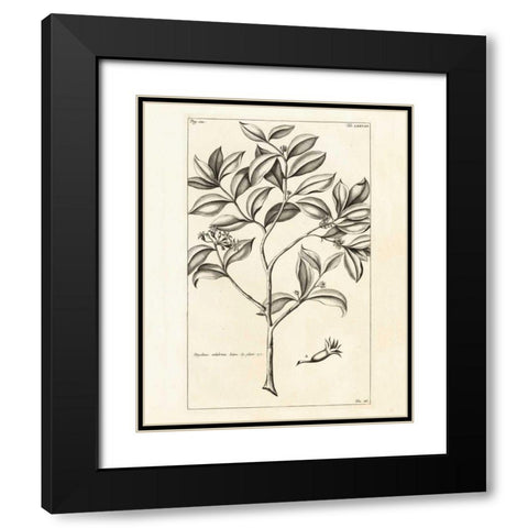 Tropical Leaf Study I Black Modern Wood Framed Art Print with Double Matting by Wild Apple Portfolio