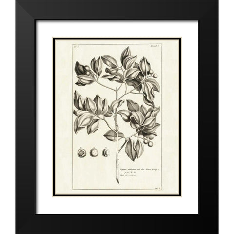 Tropical Leaf Study II Black Modern Wood Framed Art Print with Double Matting by Wild Apple Portfolio