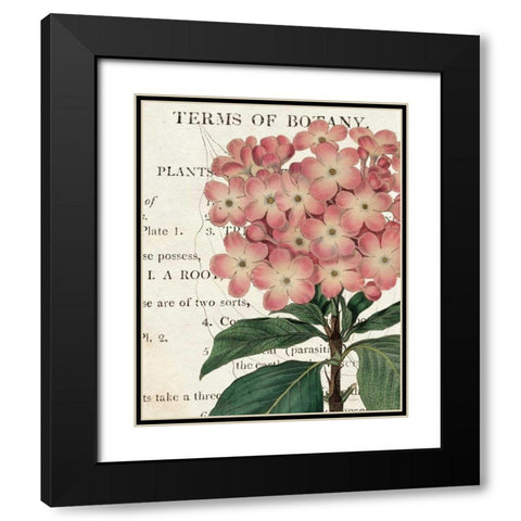 Bicolor Phlox Botany Black Modern Wood Framed Art Print with Double Matting by Schlabach, Sue