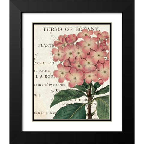 Bicolor Phlox Botany Black Modern Wood Framed Art Print with Double Matting by Schlabach, Sue