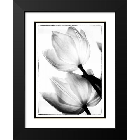 Translucent Tulips II Black Modern Wood Framed Art Print with Double Matting by Van Swearingen, Debra