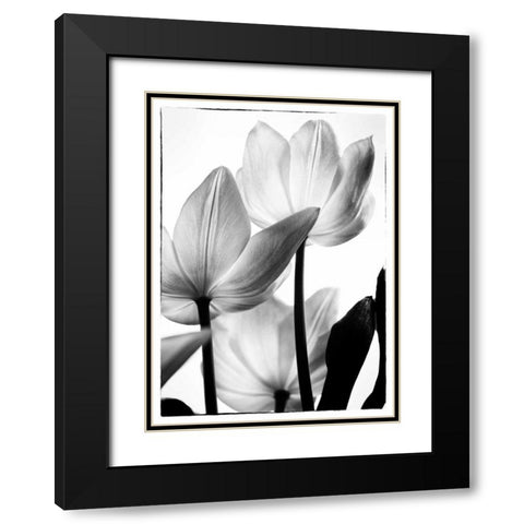 Translucent Tulips III Black Modern Wood Framed Art Print with Double Matting by Van Swearingen, Debra