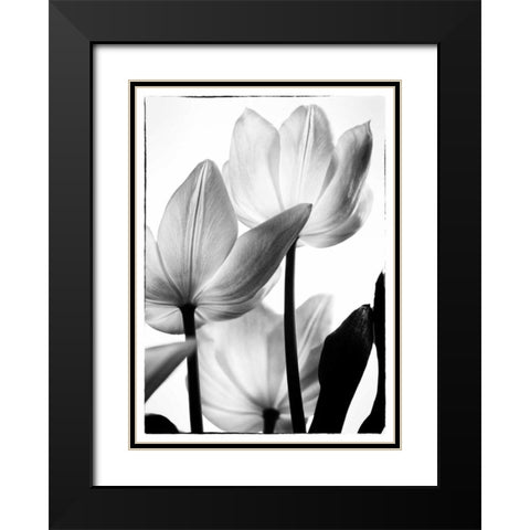Translucent Tulips III Black Modern Wood Framed Art Print with Double Matting by Van Swearingen, Debra