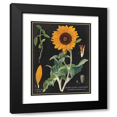 Sunflower Chart Black Modern Wood Framed Art Print with Double Matting by Schlabach, Sue