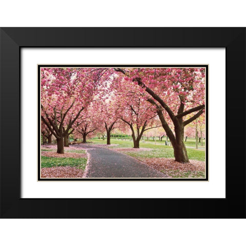 Cherry Parade Black Modern Wood Framed Art Print with Double Matting by Gendreau, Katherine