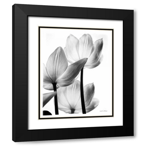 Translucent Tulips III no border Black Modern Wood Framed Art Print with Double Matting by Van Swearingen, Debra