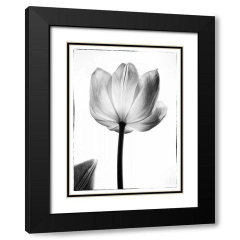 Translucent Tulips I Black Modern Wood Framed Art Print with Double Matting by Van Swearingen, Debra
