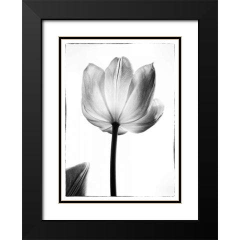 Translucent Tulips I Black Modern Wood Framed Art Print with Double Matting by Van Swearingen, Debra