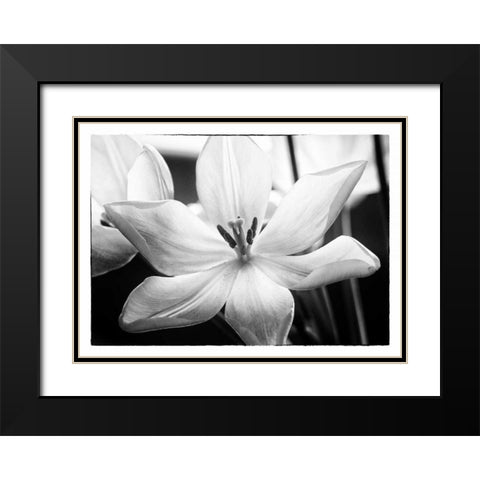 Translucent Tulips IV Black Modern Wood Framed Art Print with Double Matting by Van Swearingen, Debra