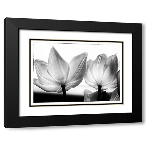 Translucent Tulips V Black Modern Wood Framed Art Print with Double Matting by Van Swearingen, Debra