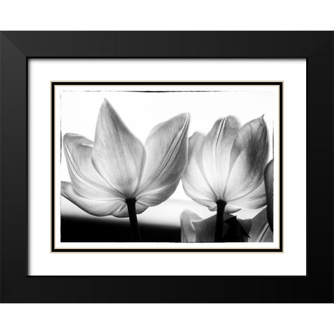 Translucent Tulips V Black Modern Wood Framed Art Print with Double Matting by Van Swearingen, Debra