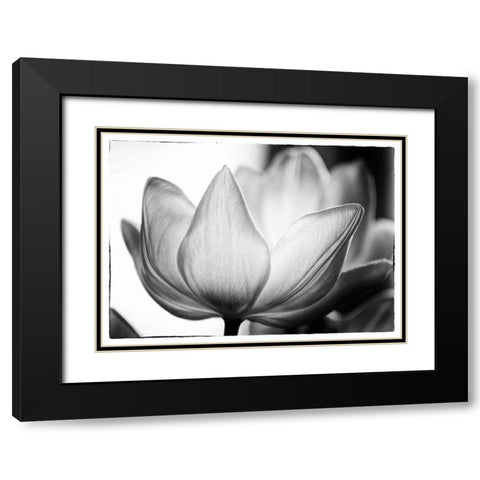 Translucent Tulips VI Black Modern Wood Framed Art Print with Double Matting by Van Swearingen, Debra