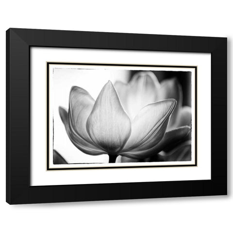 Translucent Tulips VI Black Modern Wood Framed Art Print with Double Matting by Van Swearingen, Debra
