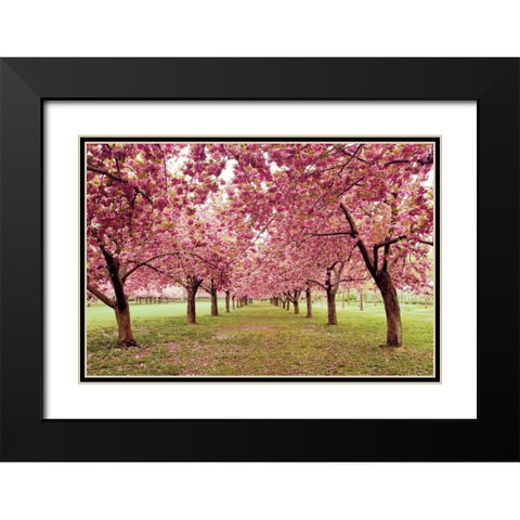 Hall of Cherries Black Modern Wood Framed Art Print with Double Matting by Gendreau, Katherine