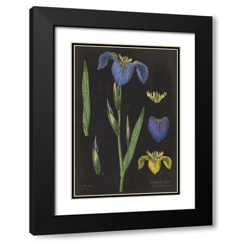 Iris Chart Black Modern Wood Framed Art Print with Double Matting by Schlabach, Sue