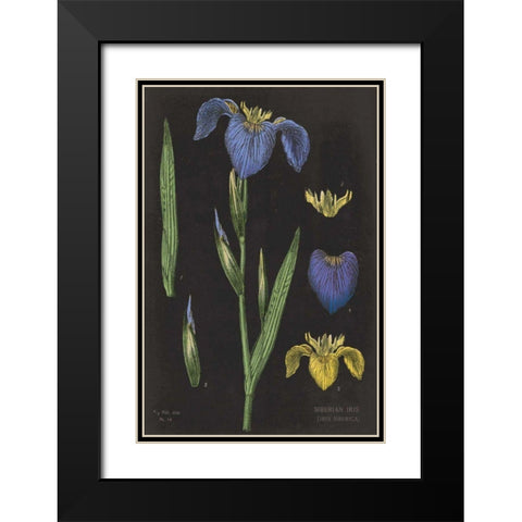 Iris Chart Black Modern Wood Framed Art Print with Double Matting by Schlabach, Sue