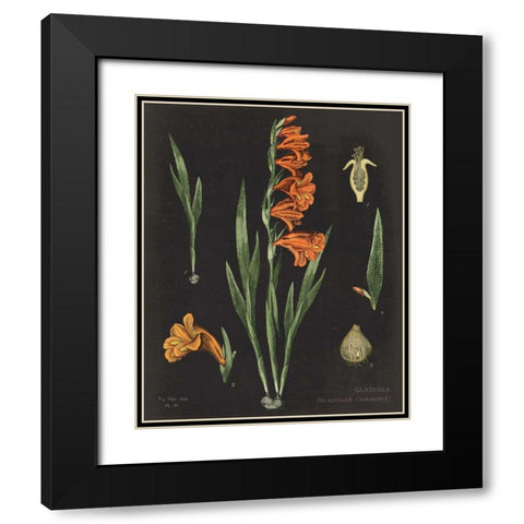 Gladiola Chart Crop Black Modern Wood Framed Art Print with Double Matting by Schlabach, Sue