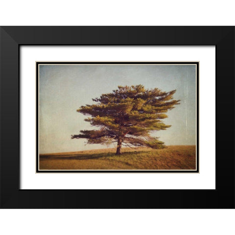 Windward Tree Black Modern Wood Framed Art Print with Double Matting by Gendreau, Katherine