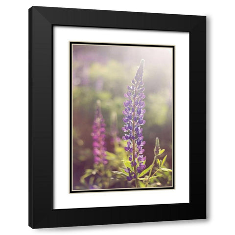 Lupine Flare Black Modern Wood Framed Art Print with Double Matting by Gendreau, Katherine