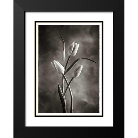 TwoTone Tulips VII Black Modern Wood Framed Art Print with Double Matting by Van Swearingen, Debra