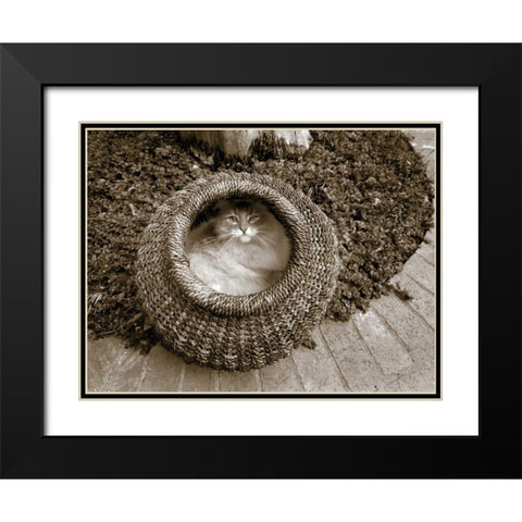 Cat in a Basket Black Modern Wood Framed Art Print with Double Matting by Dratfield, Jim