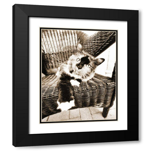 Kitty IV Black Modern Wood Framed Art Print with Double Matting by Dratfield, Jim