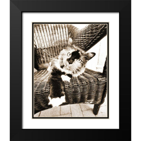 Kitty IV Black Modern Wood Framed Art Print with Double Matting by Dratfield, Jim