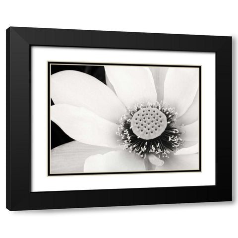 Lotus Flower IV Black Modern Wood Framed Art Print with Double Matting by Van Swearingen, Debra