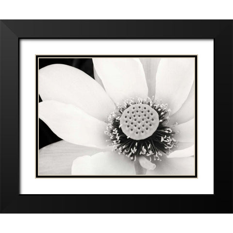 Lotus Flower IV Black Modern Wood Framed Art Print with Double Matting by Van Swearingen, Debra