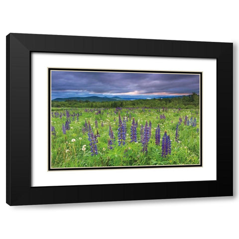 Lupine Sunrise Black Modern Wood Framed Art Print with Double Matting by Gendreau, Katherine