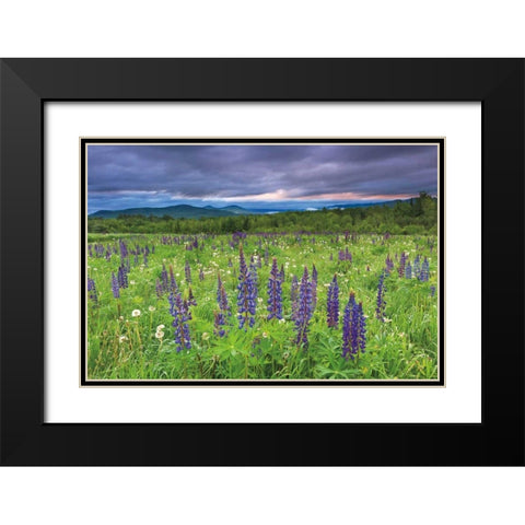 Lupine Sunrise Black Modern Wood Framed Art Print with Double Matting by Gendreau, Katherine