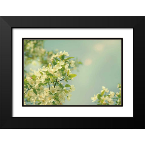 Spring Beauty I Black Modern Wood Framed Art Print with Double Matting by Schlabach, Sue