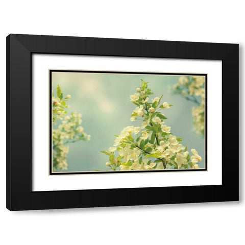 Spring Beauty II Black Modern Wood Framed Art Print with Double Matting by Schlabach, Sue