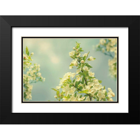 Spring Beauty II Black Modern Wood Framed Art Print with Double Matting by Schlabach, Sue