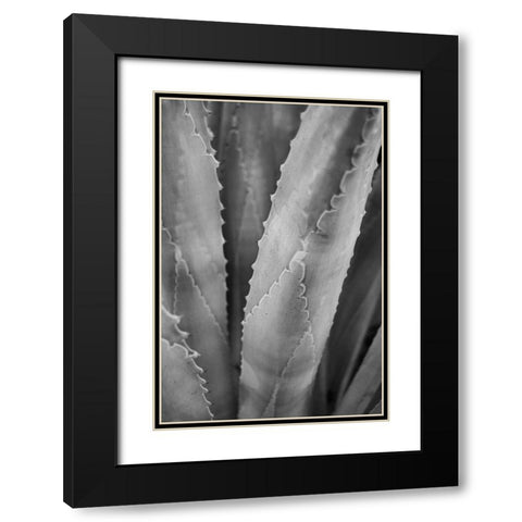 Abstract Agava I Black Modern Wood Framed Art Print with Double Matting by Urquhart, Elizabeth