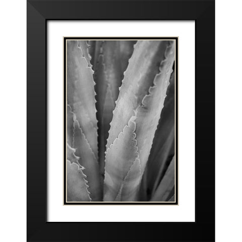 Abstract Agava I Black Modern Wood Framed Art Print with Double Matting by Urquhart, Elizabeth