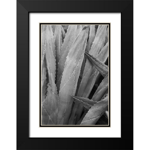 Abstract Agava II Black Modern Wood Framed Art Print with Double Matting by Urquhart, Elizabeth