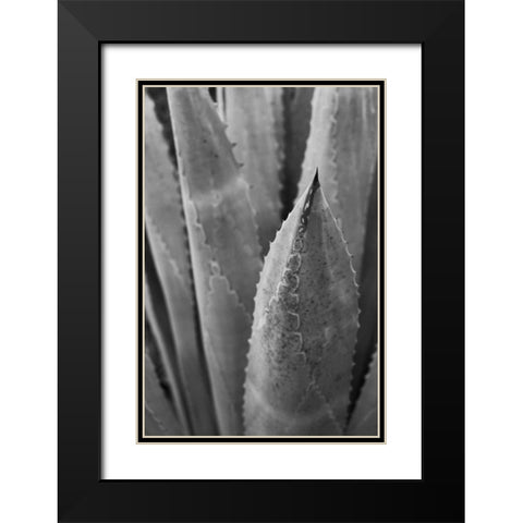 Abstract Agava III Black Modern Wood Framed Art Print with Double Matting by Urquhart, Elizabeth