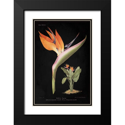 Strelitzia Reginoe on Black Black Modern Wood Framed Art Print with Double Matting by Wild Apple Portfolio