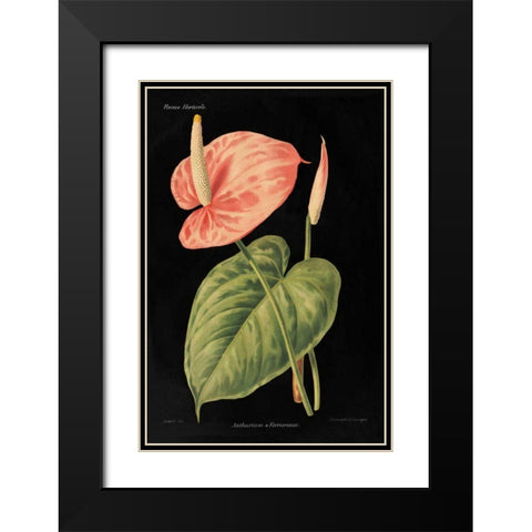 Anthurium Ferrierense on Black Black Modern Wood Framed Art Print with Double Matting by Wild Apple Portfolio